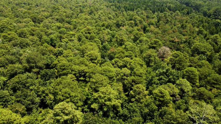 Reverse flying aerial of the Great Dismal Swamp National Wildlife Refuge. The flight starts in the forest and ends in the wetlands where one can clearly see the edge of the waterline as it is now