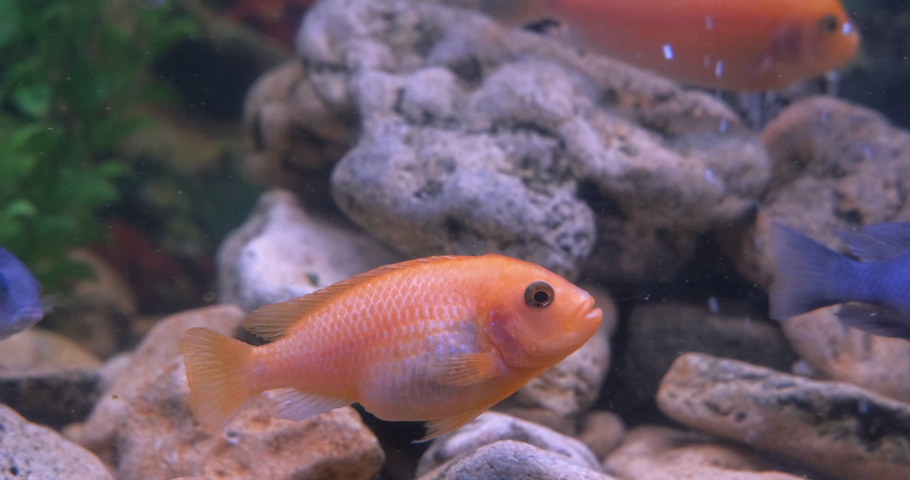 Fish home in aquarium. A pretty fish home with decorative cichlids in the water. | Shutterstock HD Video #1092933767