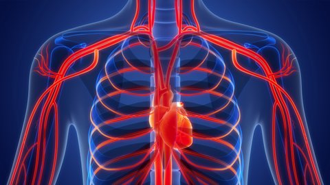 Human Circulatory System Heart Anatomy Animation Stock Footage Video Human Circulatory System Heart Anatomy Animation Stock Footage Video