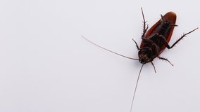4K video of cockroaches on white background.