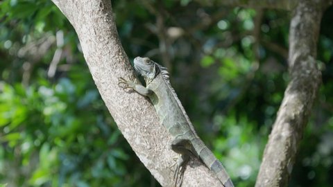 a high frame rate shot of a black spiny-tailed iguana resting in a tree beside a river at boca tapada of costa rica