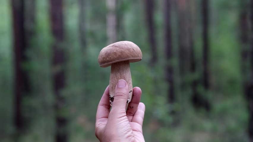 Mushroom picker holds in his hand and examines beautiful porcini mushroom in pine forest Royalty-Free Stock Footage #1092944039