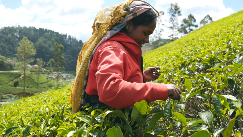 Side view of indian woman smiling and picking fresh leaves from green bushes at highland in spring season. Local female worker harvest tea at plantation on sunny day. Beautiful landscape at background