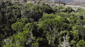 Aerial Drone View of Primary Rainforest Canopy and Large Trees in Costa Rica, Tropical Jungle Landscape Scenery, Beautiful Green Lush Nature in Puntarenas Province, Central America