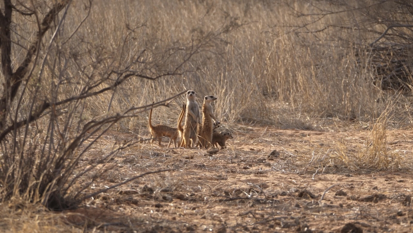 A mob of meerkats with pups looking at the camera and running away in slow motion between grass Royalty-Free Stock Footage #1092958997