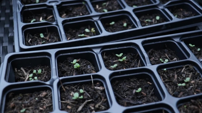 Seedlings planted in seed tray cells ready for growing. Black plastic trays with soil and plants growing.