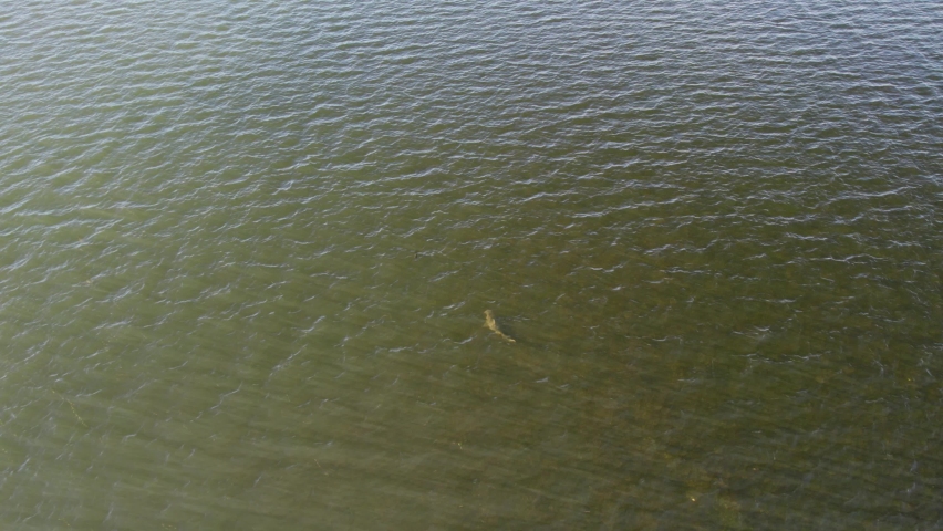 Drone footage following a shark as it heads out to deeper water from a shallow bay