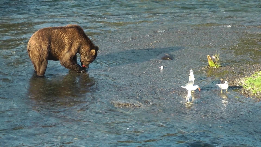 Grizzly bear eating salmon fish with gulls close to him
North America Wildlife and Nature, Brooks Falls - Katmai National Park,2022 
