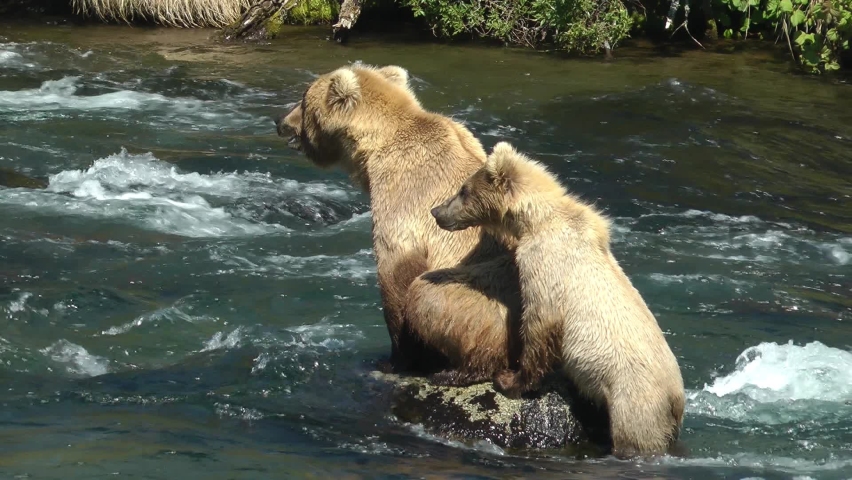 Grizzly bear mother jumps in the river to catch fish
North America Wildlife and Nature, Brooks Falls - Katmai National Park,2022 
