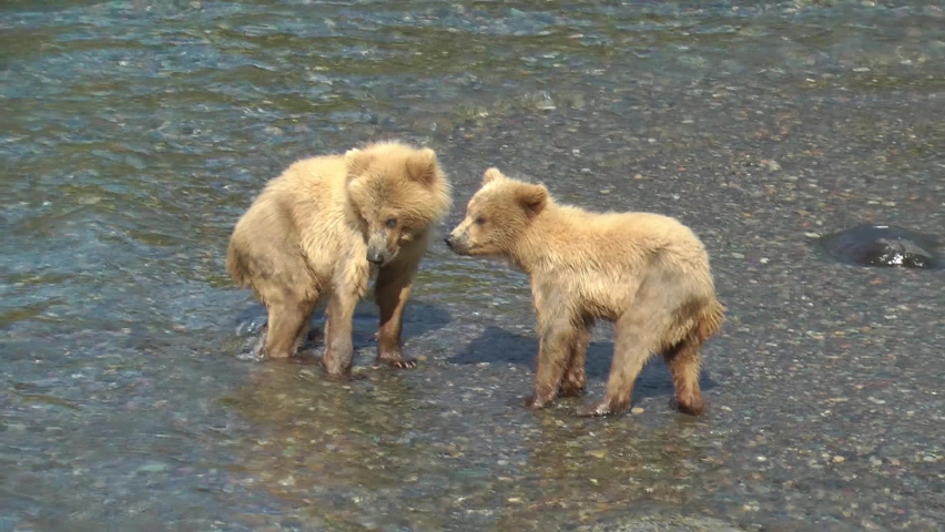 Grizzly bear walking in Brooks Falls 
North America Wildlife and Nature, Brooks Falls - Katmai National Park,2022 
