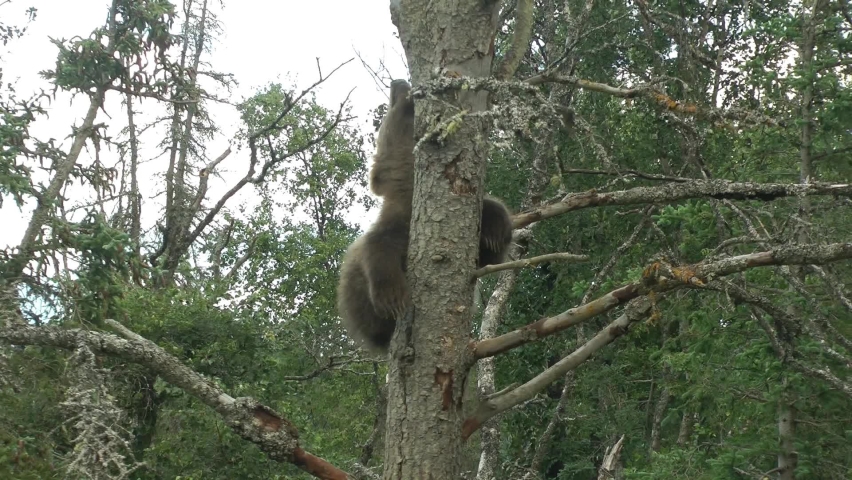 Young Grizzly bear resting on tree, Brooks Falls
North America Wildlife and Nature, Brooks Falls - Katmai National Park, 
