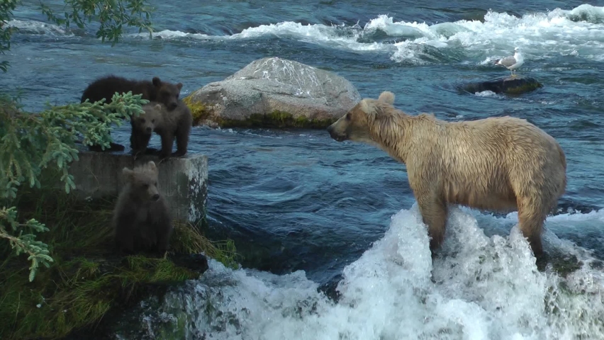 Grizzly bear mother and cubs at, Brooks Falls
North America Wildlife and Nature, Brooks Falls - Katmai National Park, Alaska, 2022
