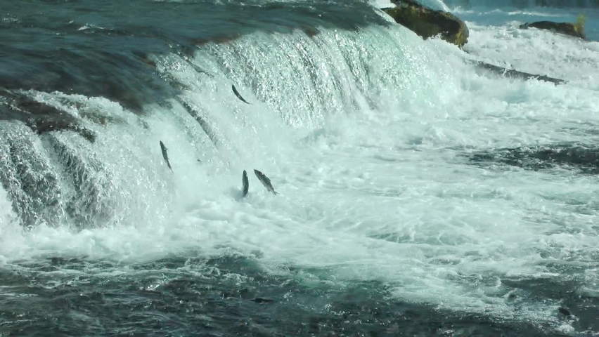 salmon fish jumping upstream, Brooks Falls, 2022
North America Wildlife and Nature, Brooks Falls - Katmai National Park, Alaska, 2022
