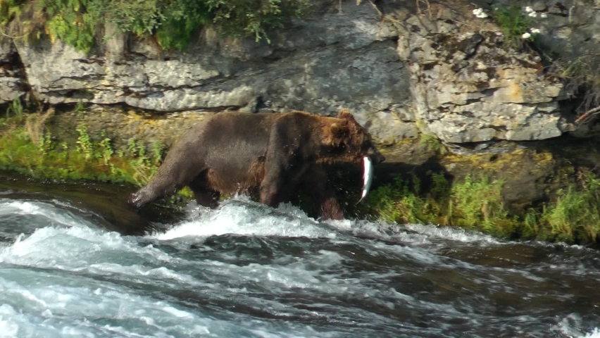 Grizzly Bear walks along river with salmon fish in its mouth, Alaska
North America Wildlife and Nature, Brooks Falls - Katmai National Park, Alaska, 2022
