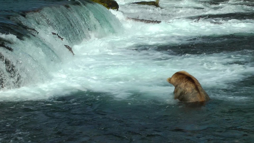Grizzly Bear in water holding salmon fish in its mouth, Brooks Falls, 2022 
North America Wildlife and Nature, Brooks Falls - Katmai National Park, Alaska, 2022
