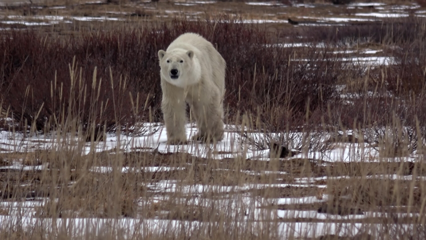 Polar bear Search for food walking close to camera, Canada
Canada North America, wildlife, climate change and global warming Concept,2022
