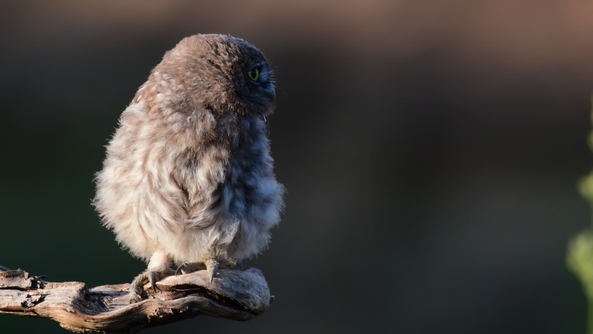 Little owl in natural habitat Athene noctua. Owl sitting on a stick. Sounds of nature. Royalty-Free Stock Footage #1092966209