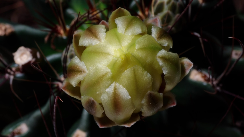 Time lapse footage of yellow cactus flowers growing blossom from bud to full blossom, 4k top view video, close up b roll shot zoom out then zoom in effect. Royalty-Free Stock Footage #1092967661