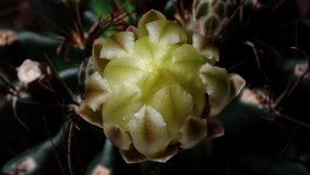Time lapse footage of yellow cactus flowers growing blossom from bud to full blossom, 4k top view video, close up b roll shot zoom out then zoom in effect.
