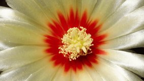 Time lapse footage of yellow cactus flowers growing blossom from bud to full blossom, 4k top view video, close up b roll shot zoom out then zoom in effect. - Powered by Shutterstock - Get 15% off with code: PIKWIZARD15