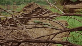 Slow motion video controlled focus by hand of dry branches with green snakes curled up.