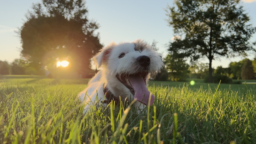 Cute funny friendly little jack russell terrier wagging his tail in the grass and smiling. Close up