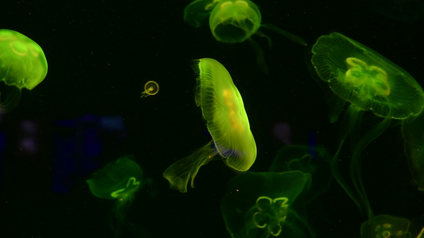 Low key jellyfish in sea saltwater aquarium, ocean life, motion 4k video backstage