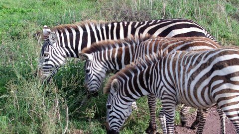 Closeup Three Zebras Eating Grass African Stock Footage Video (100% ...