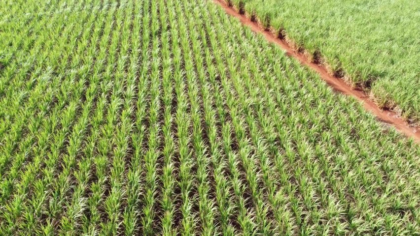 Sugar cane, flight over a sugar cane plantation in a small town in Brazil 4k, drone scene.