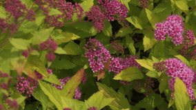 Violet flowers, shrub with green leaves and dense purple flowers developing in the wind, soft focus with blurred background