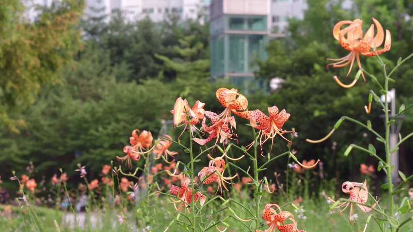 Lilium lancifolium in the summer park