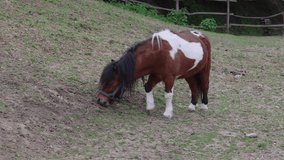 Small Pet Pony Horse Alone Grazing at Animal Farm