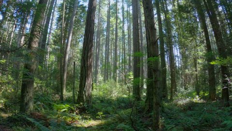 Pacific Northwest Forest Underbrush 4k Uhd Stock Footage Video (100% ...