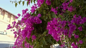 Flowers purple Zakynthos city Island