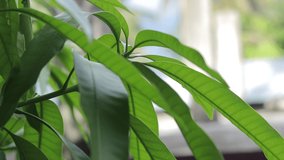 Mango leaf with blur background Row Video