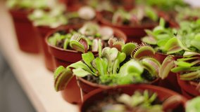 Great looking small cute flowers taking video details in the greenhouse concept of agriculture and floral shop - Powered by Shutterstock - Get 15% off with code: PIKWIZARD15