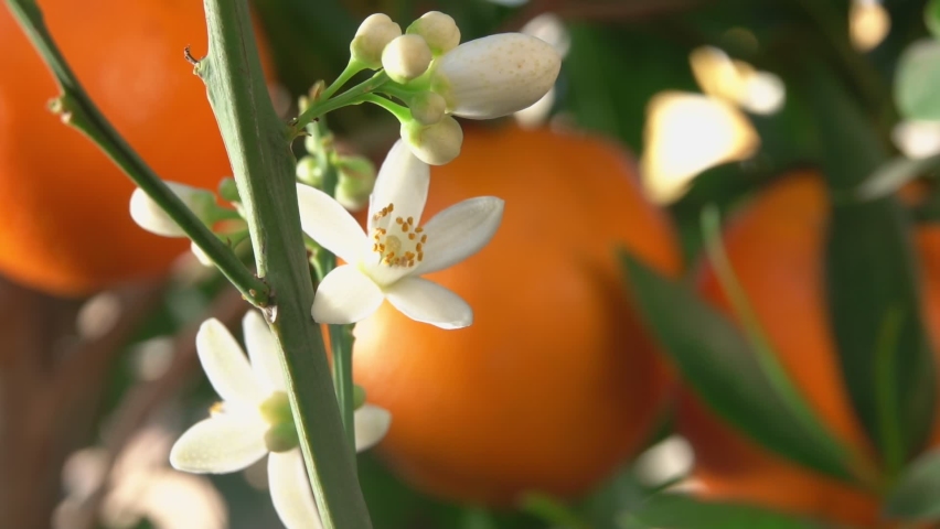 White orange fragrant flower is blooming on the branch of the green citrus tree  Royalty-Free Stock Footage #1092997687