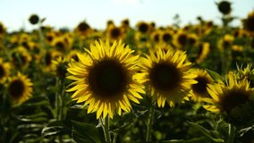 Slow motion video of a sunflower field. Agriculture. View of a blooming sunflower in a huge field of sunflowers fluttering in the wind