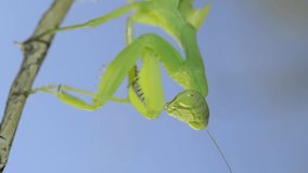 VERTICAL VIDEO: Close-up portrait of green praying mantis sitting on bush branch and looks at on camera on blue sky background