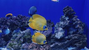 Fish swim in the aquarium 4K video . Marine life. Meditation