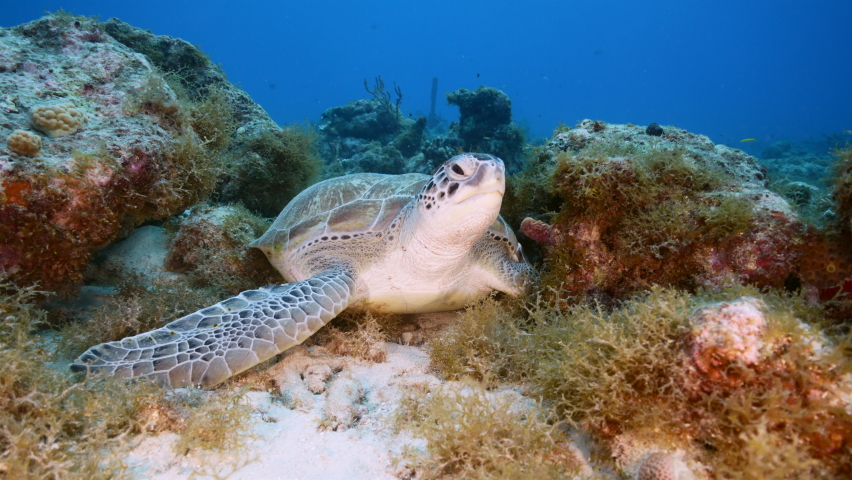 Curacao Dutch Caribbean