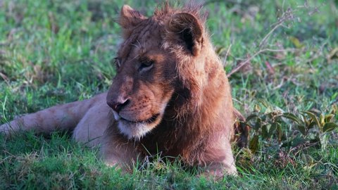 Young Sad Lion Cub Lies On Stock Footage Video (100% Royalty-free ...