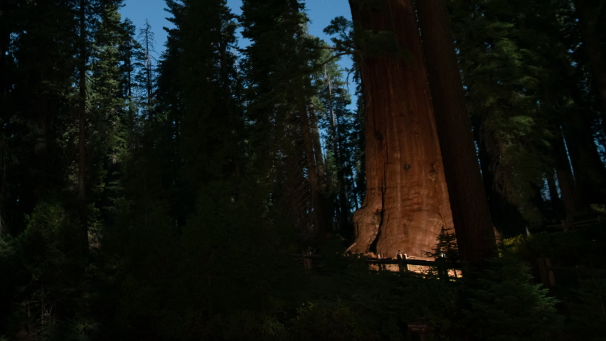 Sequoia Forest Star Trails Northwest Sky Tilt Up Grant Grove Sequoia and Kings Canyon National Park California USA Astrophotography Time Lapse