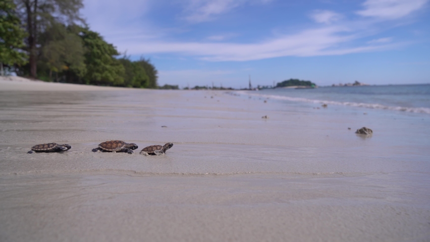 Baby Loggerhead sea turtle crawling on the beach, Belitung Island Royalty-Free Stock Footage #1093025187