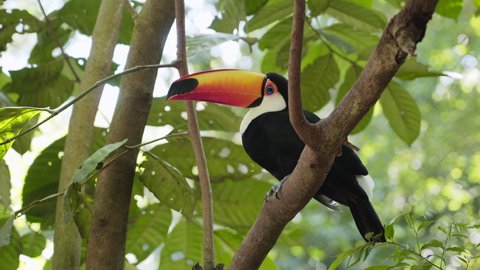 Exotic toco toucan bird in its natural habitat near Iguazu Falls in southern Brazil. 