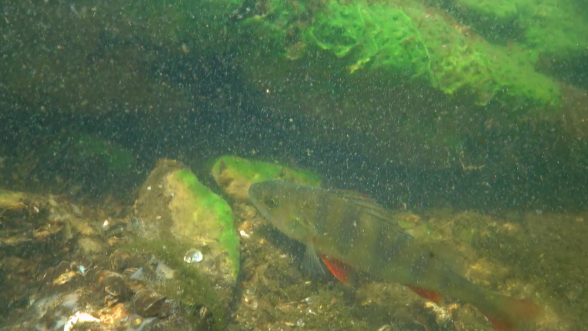 Commonly known as the European perch (Perca fluviatilis), redfin perch, big-scaled redfin or Eurasian perch in a clear lake