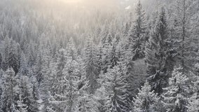 Aerial winter landscape with pine trees covered with snow in spruce forest in cold mountains at sunset. Drone footage of the winter forest during snowfall 