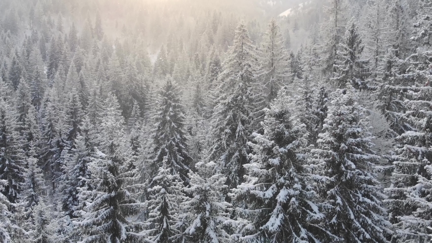 Aerial winter landscape with pine trees covered with snow in spruce forest in cold mountains at sunset. Drone footage of the winter forest during snowfall  | Shutterstock HD Video #1093033107