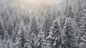 Aerial winter landscape with pine trees covered with snow in spruce forest in cold mountains at sunset. Drone footage of the winter forest during snowfall  - Powered by Shutterstock - Get 15% off with code: PIKWIZARD15