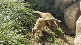 Mongooses looking for food. Yellow mongoose on a summer sunny day.